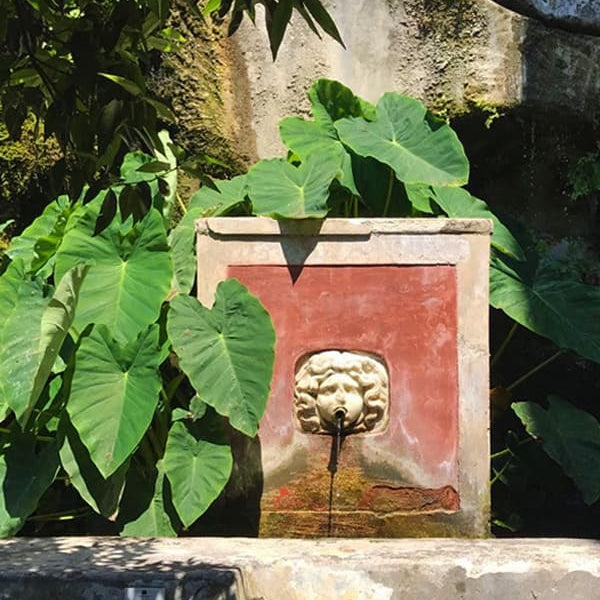 Collana Colocasia